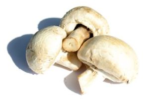 Как заработать  выращиванием грибов